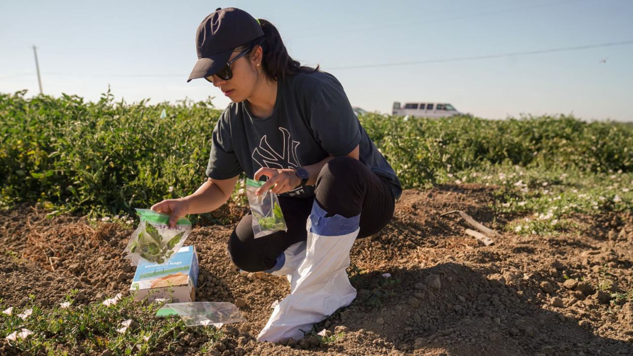 UC Davis graduate students use drones to study parasitic weeds in tomato fields in Woodland, CA on July 24, 2023.